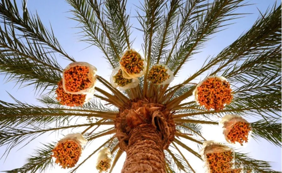 Oasis de Kébili
